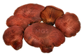Beefsteak mushrooms on a transparent background