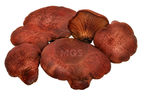 Beefsteak mushrooms on a transparent background