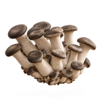A cluster of Black Pearl King Oyster mushrooms on a clear background.
