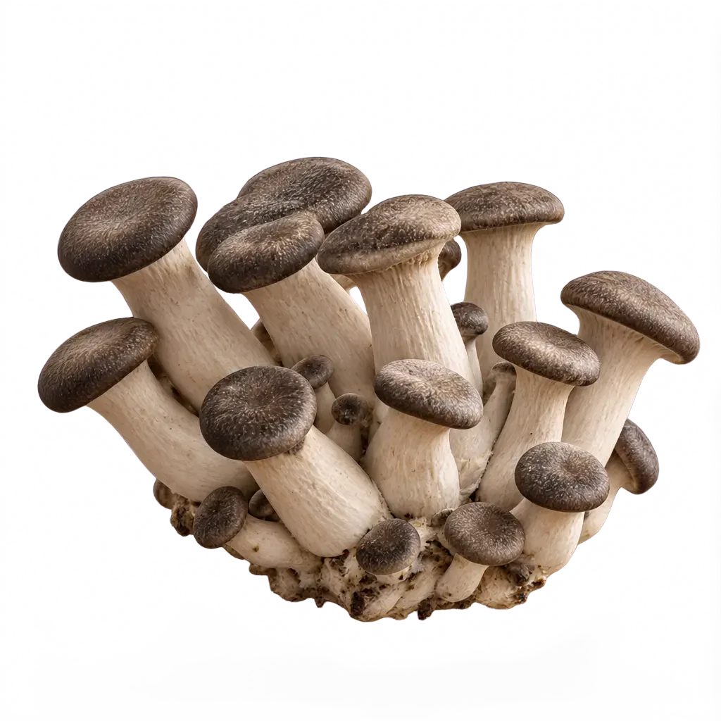 A cluster of Black Pearl King Oyster mushrooms on a clear background.