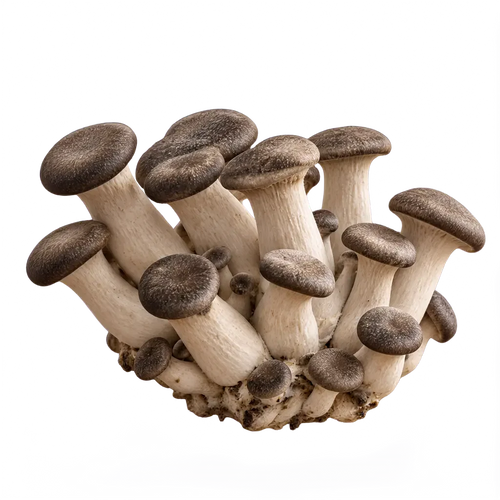 A cluster of Black Pearl King Oyster mushrooms on a clear background.