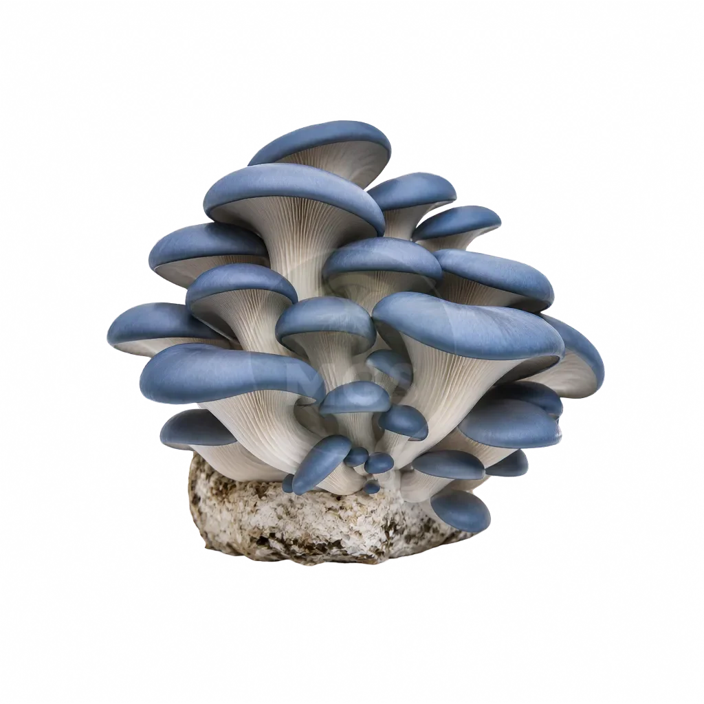 Blue Oyster Mushrooms product photo on a transparent background
