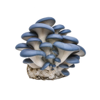 Blue Oyster Mushrooms product photo on a transparent background