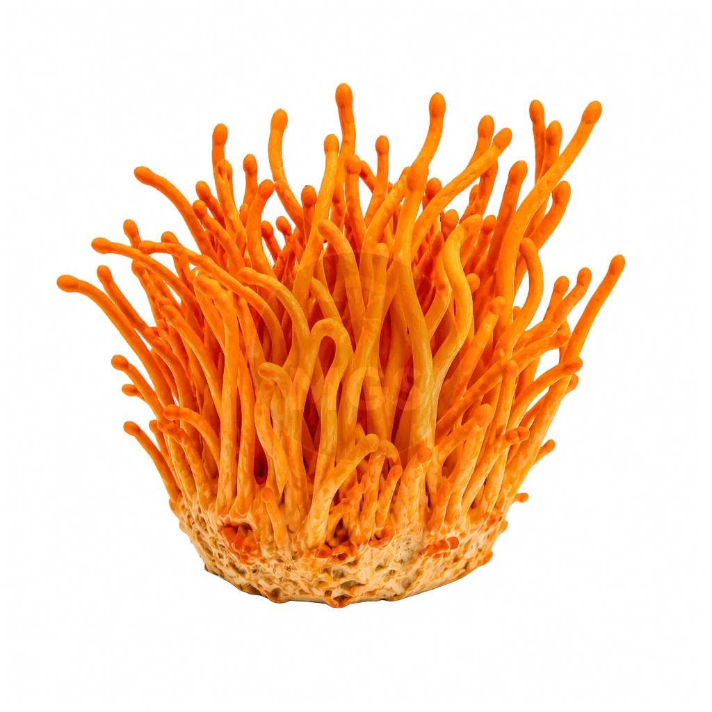 Cordyceps Mushrooms product photo on a transparent background