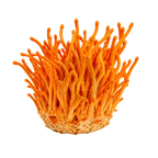 Cordyceps Mushrooms product photo on a transparent background