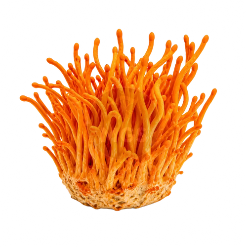 Cordyceps Mushrooms product photo on a transparent background