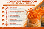 Cordyceps Mushroom Liquid Culture Guide