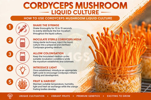 Cordyceps Mushroom Liquid Culture Guide