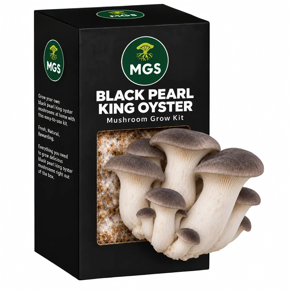 Black Pearl King Oyster Mushroom Grow Kit in a black box with a clear window showing Black Pearl King Oyster mushrooms growing out of the box window with mycelium visible through the box window.