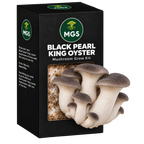Black Pearl King Oyster Mushroom Grow Kit in a black box with a clear window showing Black Pearl King Oyster mushrooms growing out of the box window with mycelium visible through the box window.