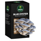 Blue Oyster Mushroom Grow Kit in a black box with a clear window showing Blue Oyster mushrooms growing out of the box on a substrate visible through the box window.
