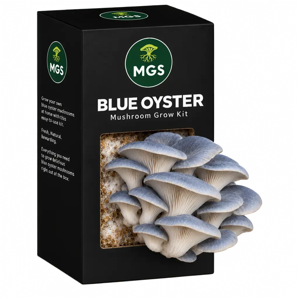 Blue Oyster Mushroom Grow Kit in a black box with a clear window showing Blue Oyster mushrooms growing out of the box on a substrate visible through the box window.