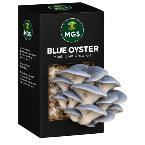 Blue Oyster Mushroom Grow Kit in a black box with a clear window showing Blue Oyster mushrooms growing out of the box on a substrate visible through the box window.