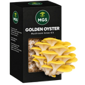 Golden Oyster Mushroom Grow Kit in a black box with a clear window showing yellow oyster mushrooms growing out of the box on a substrate visible through the box window.