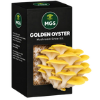 Golden Oyster Mushroom Grow Kit in a black box with a clear window showing yellow oyster mushrooms growing out of the box on a substrate visible through the box window.