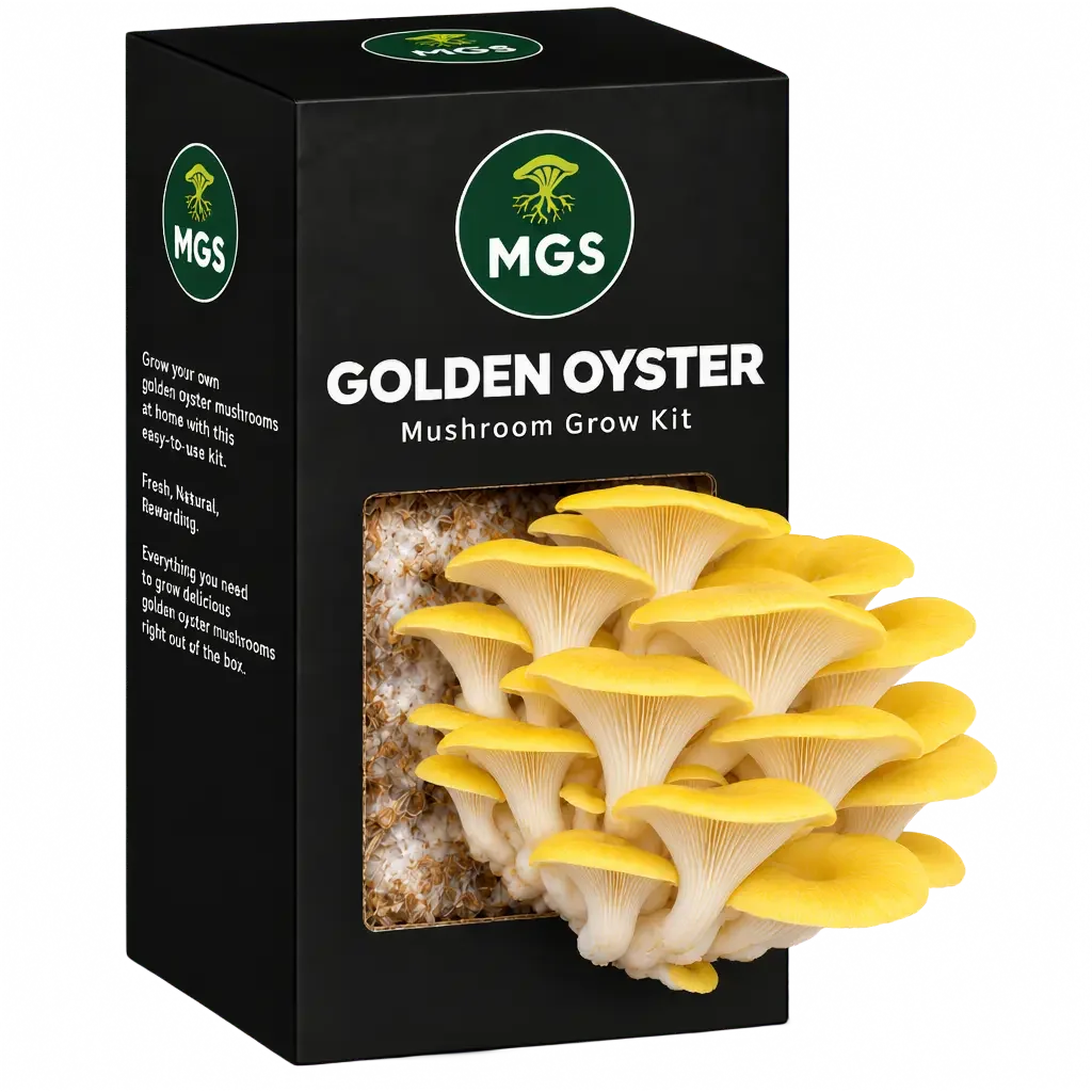 Golden Oyster Mushroom Grow Kit in a black box with a clear window showing yellow oyster mushrooms growing out of the box on a substrate visible through the box window.