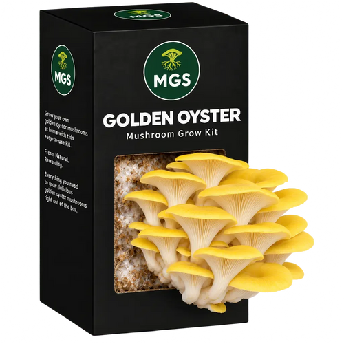 Golden Oyster Mushroom Grow Kit in a black box with a clear window showing yellow oyster mushrooms growing out of the box on a substrate visible through the box window.