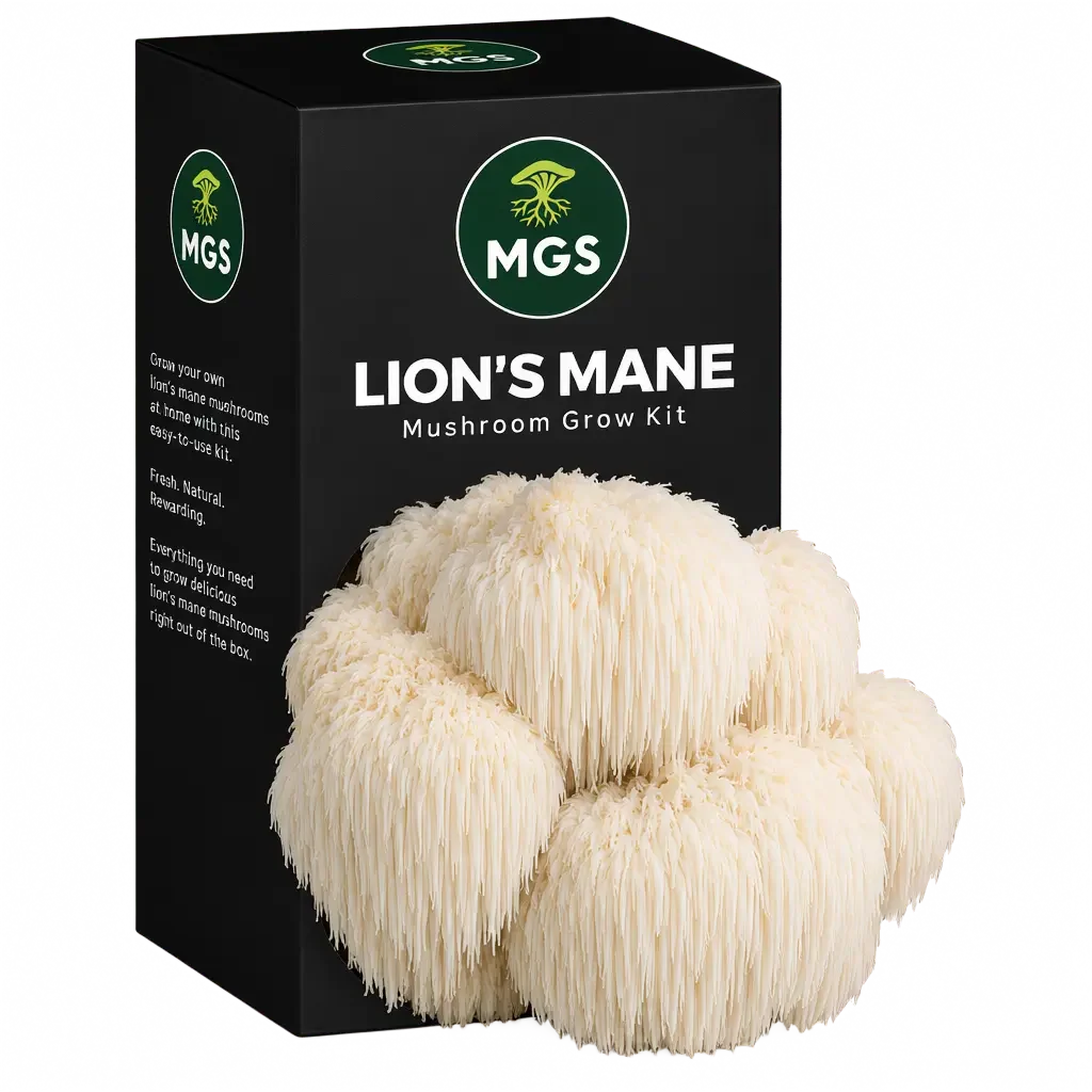 Lion's Mane Mushroom Grow Kit in a black box with a clear window showing Lion's Mane mushrooms growing out of the box on a substrate visible through the box window.