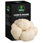 Lion's Mane Mushroom Grow Kit in a black box with a clear window showing Lion's Mane mushrooms growing out of the box on a substrate visible through the box window.