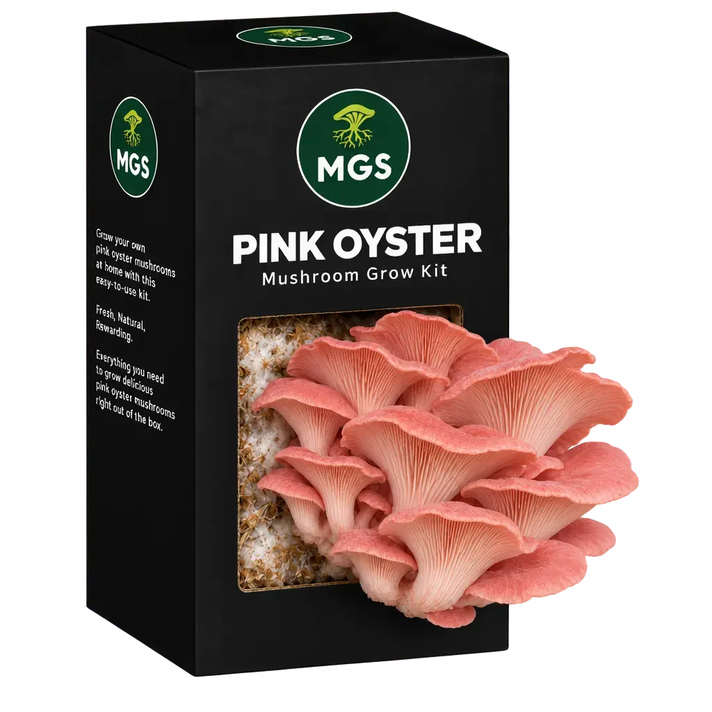 Pink Oyster Mushroom Grow Kit in a black box with a clear window showing Pink Oyster mushrooms growing out of the box on a substrate visible through the box window.