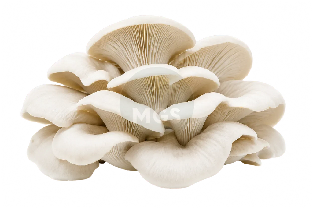 Elm Oyster mushrooms on a transparent background