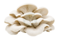 Elm Oyster mushrooms on a transparent background