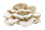 Elm Oyster mushrooms on a transparent background