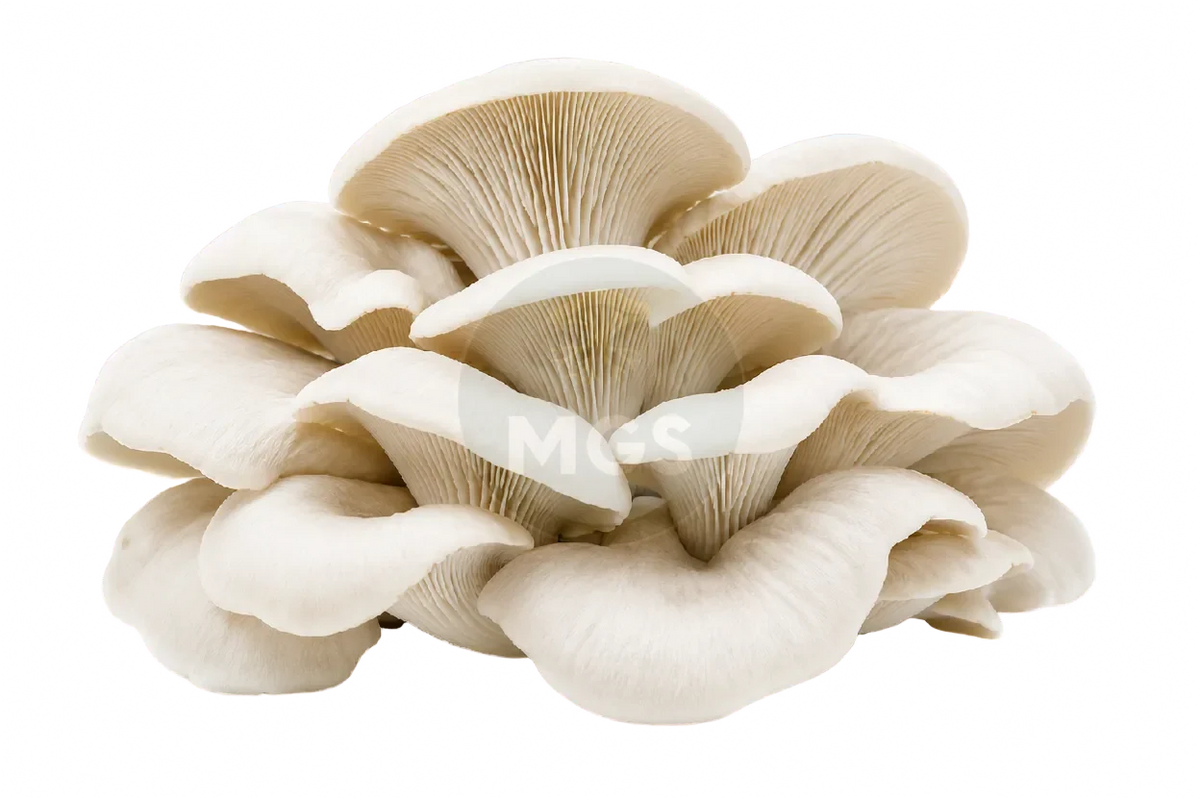 Elm Oyster mushrooms on a transparent background