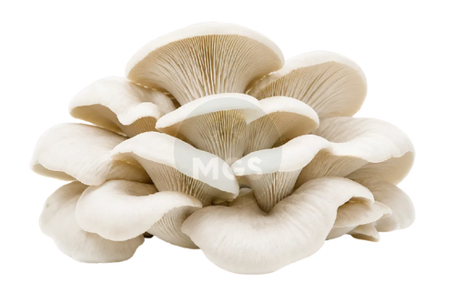 Elm Oyster mushrooms on a transparent background