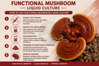 Functional mushroom liquid culture guide