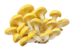Golden Oyster Mushrooms on a transparent background