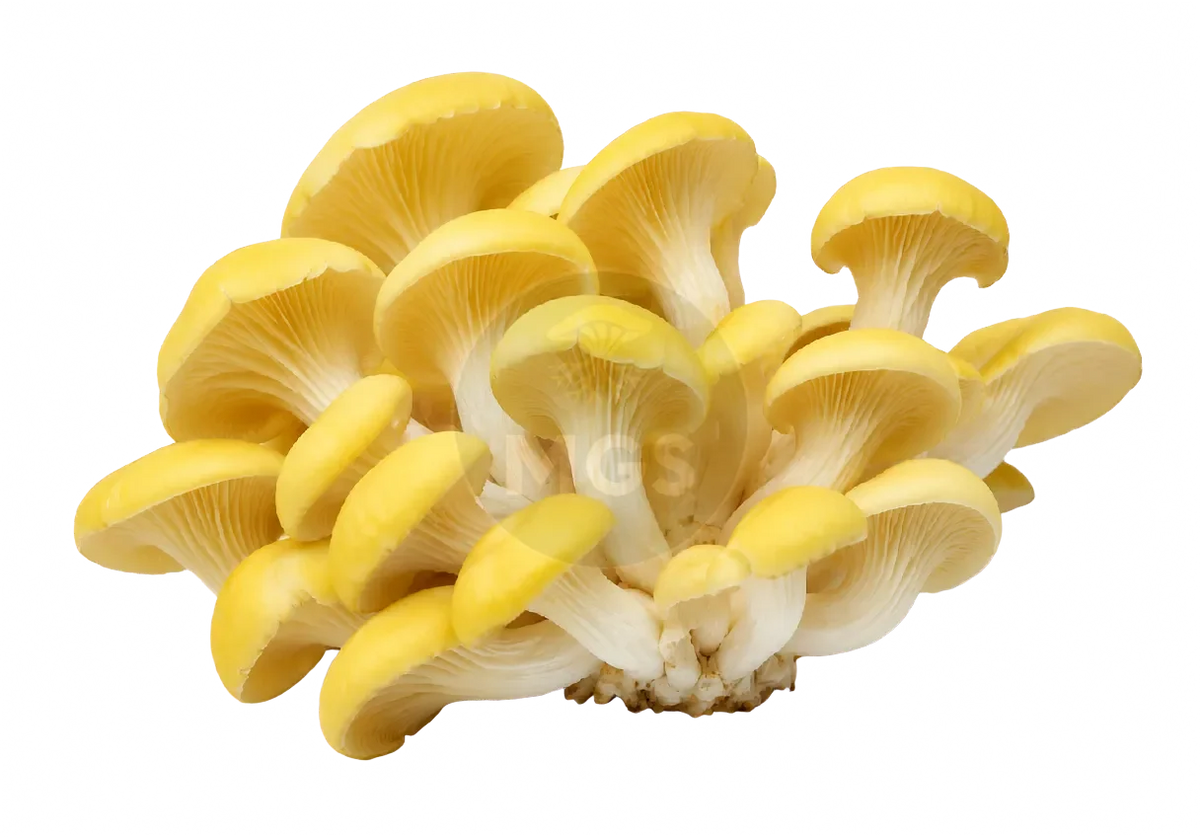 Golden Oyster Mushrooms on a transparent background