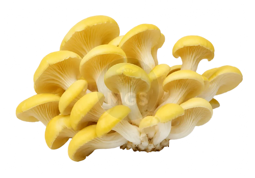 Golden Oyster Mushrooms on a transparent background