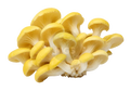 Golden Oyster Mushrooms on a transparent background