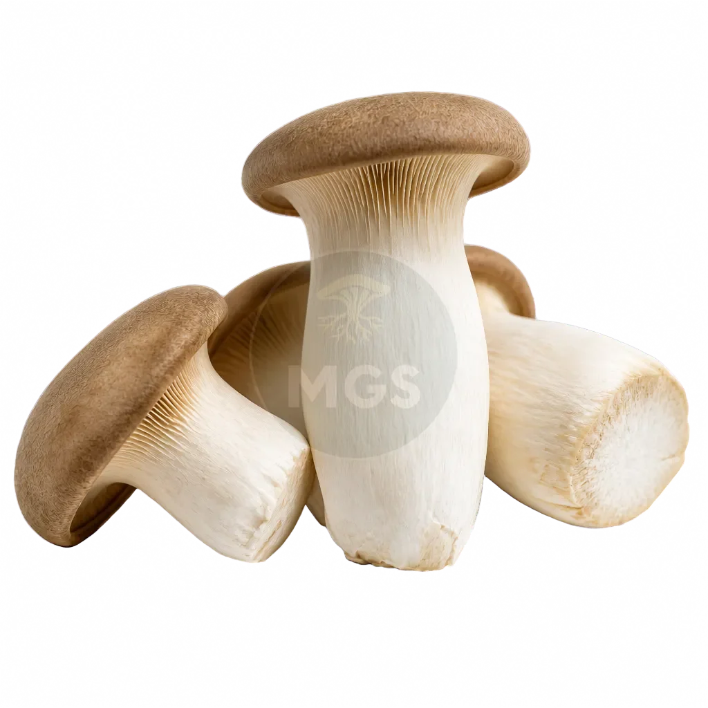 King Oyster Mushrooms product photo on a transparent background