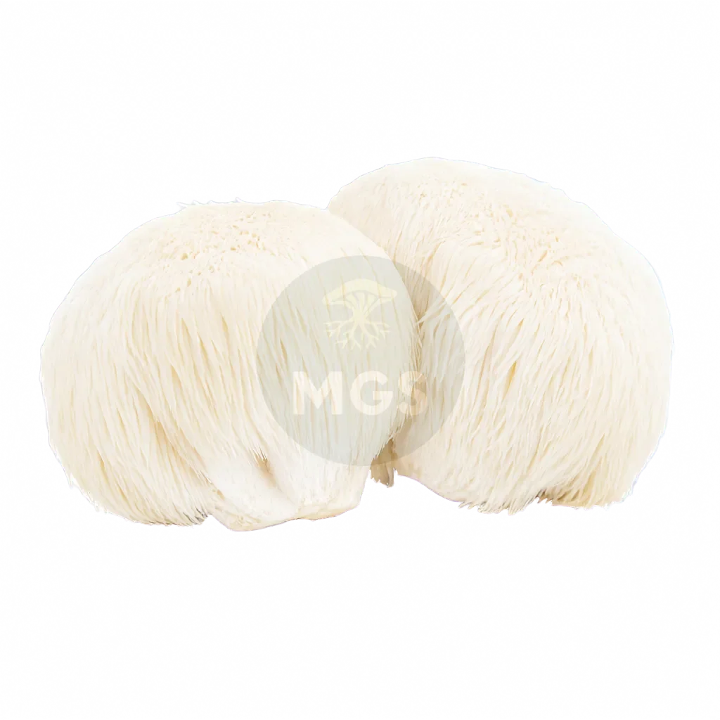 Product photo depicting Lion's Mane mushrooms on a transparent background.