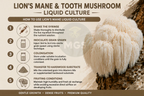 Lion's Mane infographic with instructions for Lion's Mane Liquid Culture