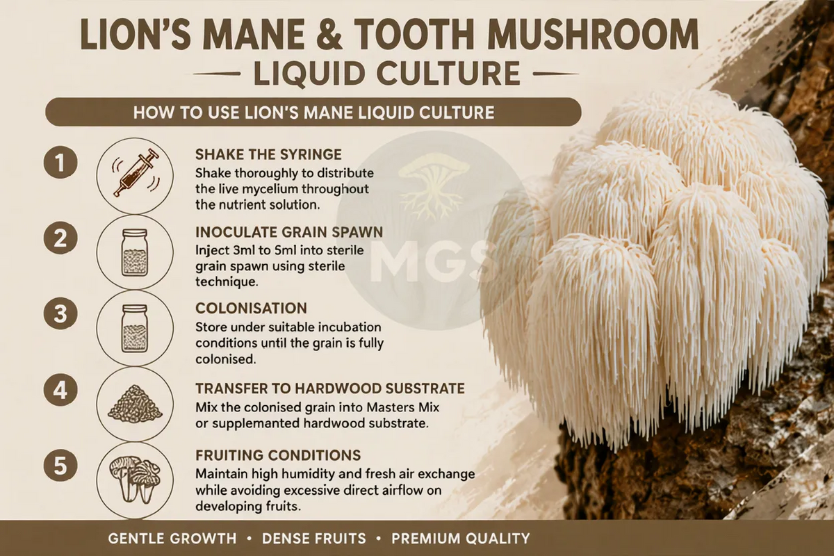 Lion's Mane infographic with instructions for Lion's Mane Liquid Culture