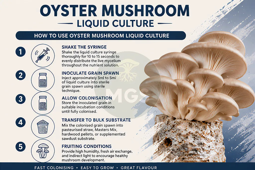 Oyster Mushrooms Liquid Culture Guide