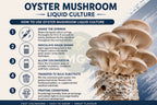 Oyster Mushrooms Liquid Culture Guide