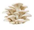 Pearl Oyster mushrooms on a transparent background