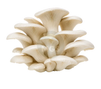 Pearl Oyster mushrooms on a transparent background