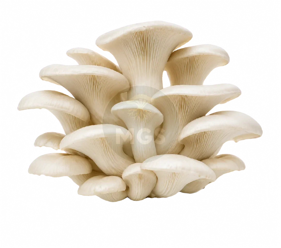 Pearl Oyster mushrooms on a transparent background