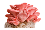 Pink Oyster mushrooms on a transparent background
