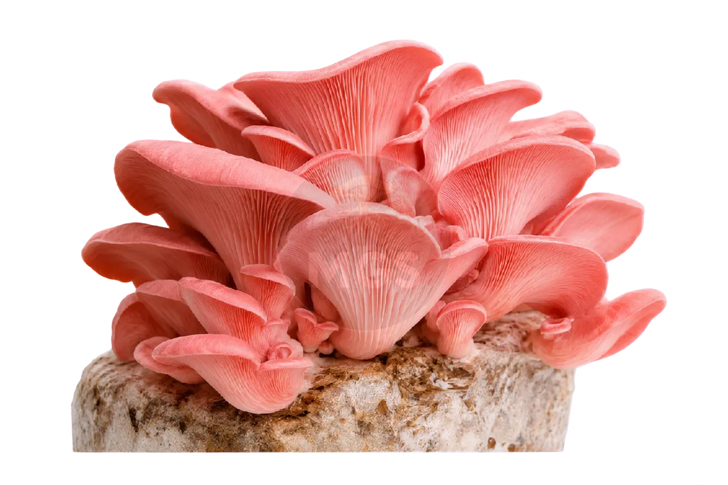 Pink Oyster mushrooms on a transparent background