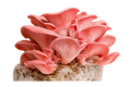 Pink Oyster mushrooms on a transparent background
