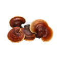 Reishi mushrooms on a transparent background