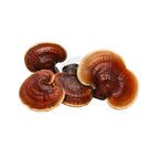 Reishi mushrooms on a transparent background