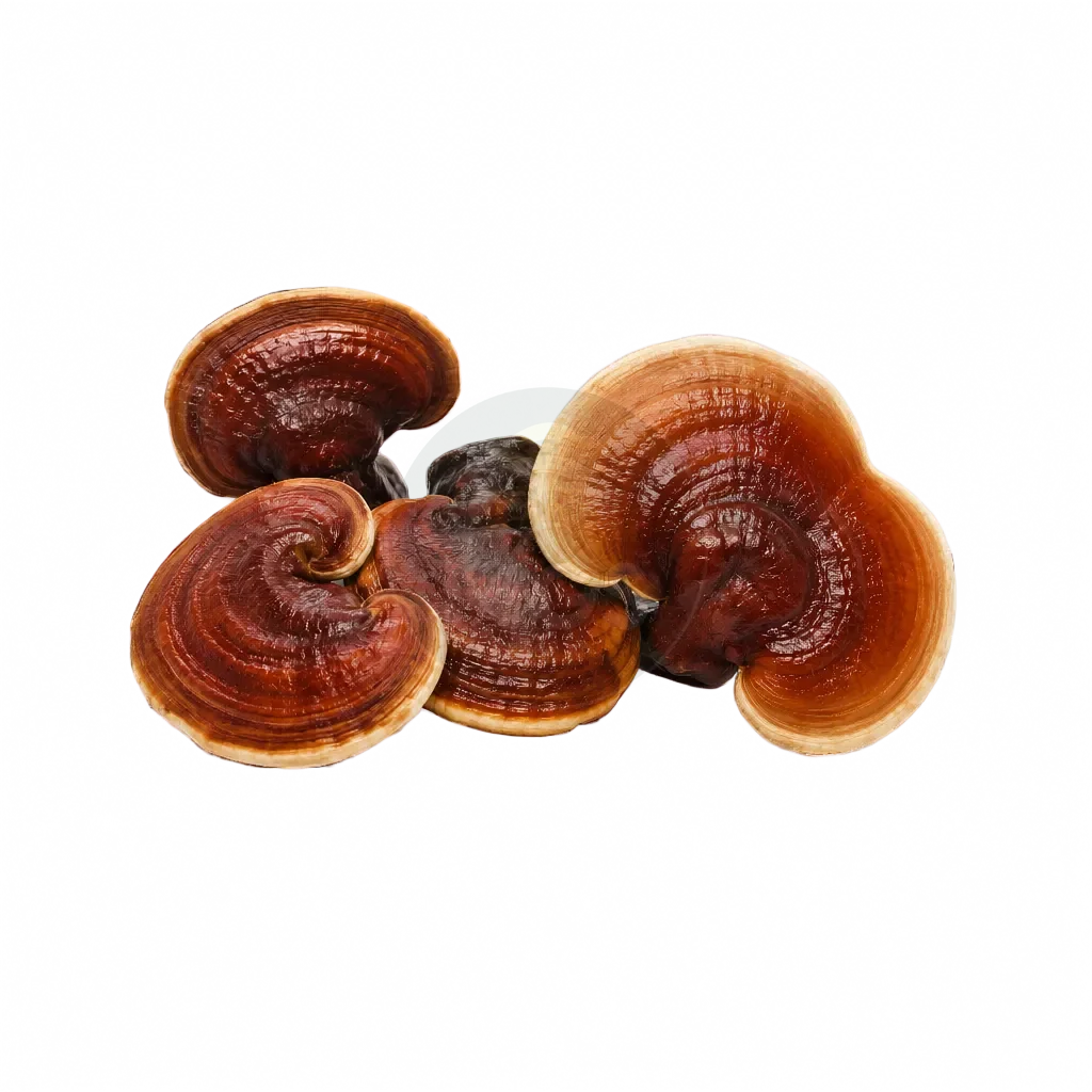 Reishi mushrooms on a transparent background