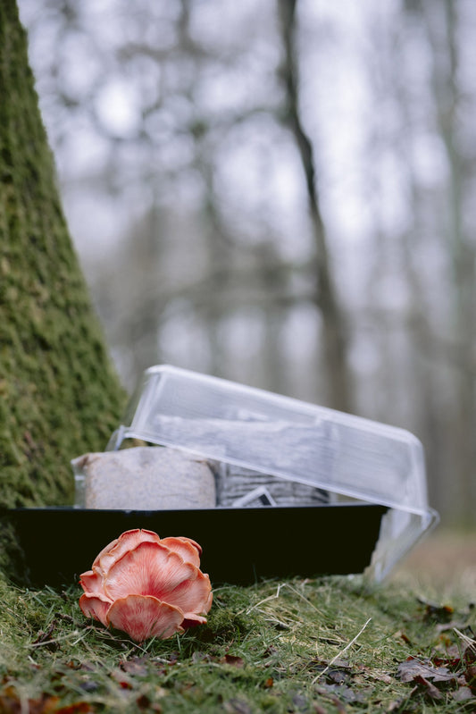 Complete All in One MonoGrow Kit